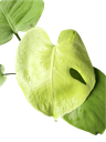 IMG_5799.png