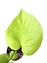 IMG_5220-Photoroom.webp