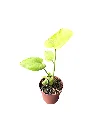 IMG_5219-Photoroom.webp