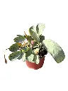 IMG_5299-Photoroom.webp