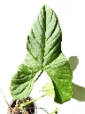 IMG_5297-Photoroom.webp