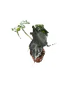 IMG_5369-Photoroom.webp