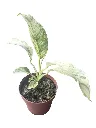 IMG_5391-Photoroom.webp