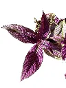 IMG_5459-Photoroom.webp