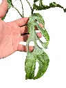 IMG_5468-Photoroom.webp