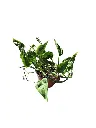 IMG_5640-Photoroom.webp