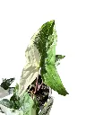 IMG_5614-Photoroom-Photoroom.webp