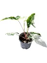 IMG_5613-Photoroom-Photoroom.webp