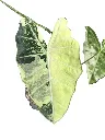 IMG_5714-Photoroom.webp