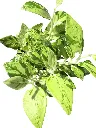 IMG_5746-Photoroom.webp