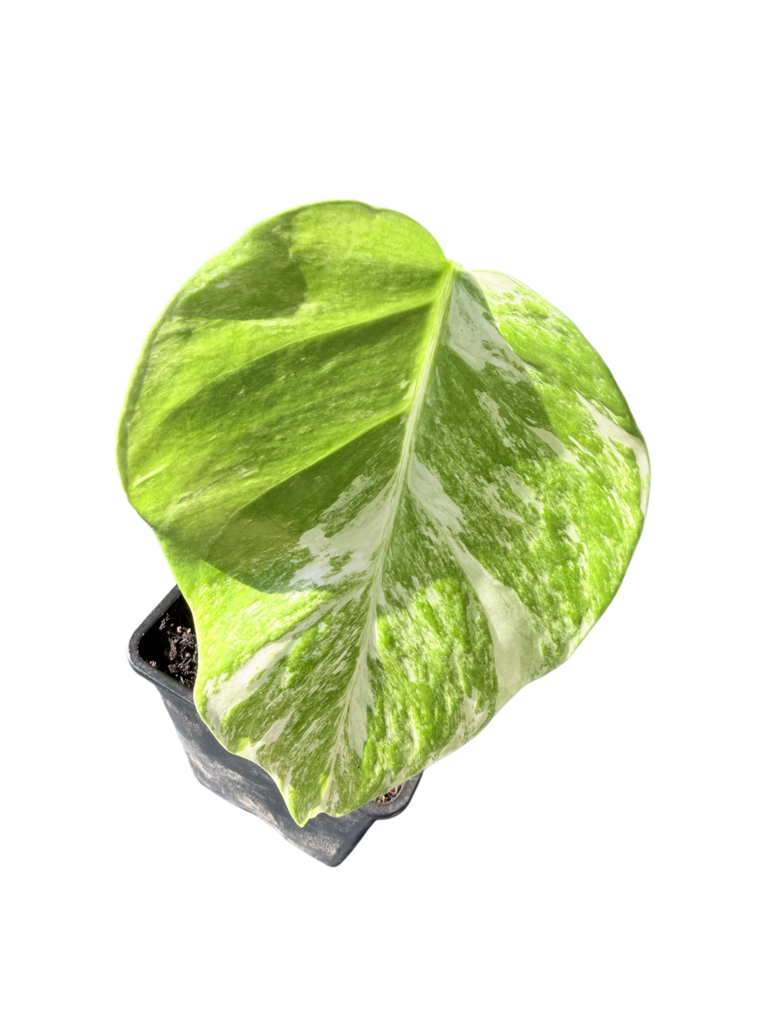 IMG_6010.png