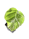 IMG_6010.png