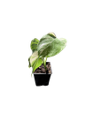 IMG_6009.png