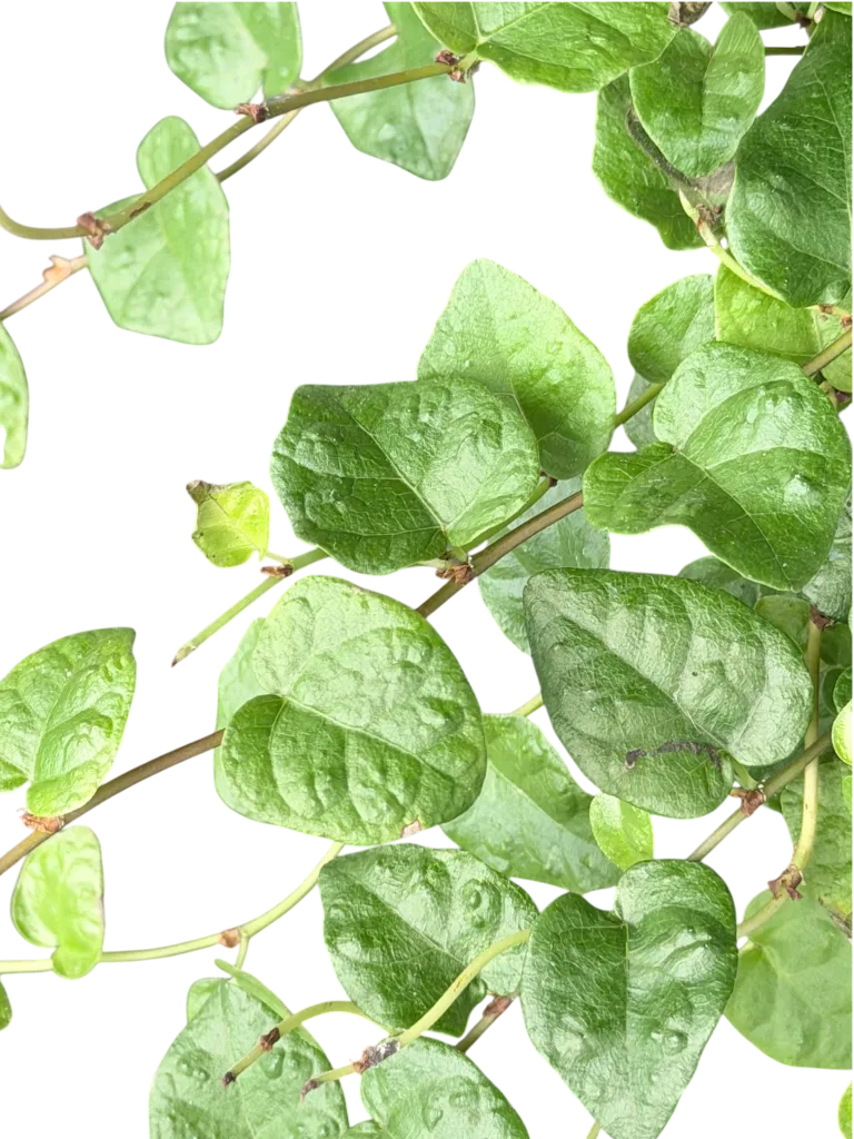 IMG_5794.webp