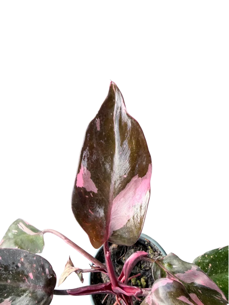 IMG_5914.webp