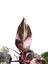 IMG_5914.webp