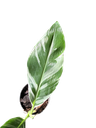 IMG_5978.png
