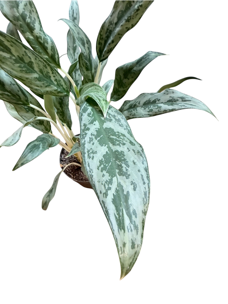 Aglaonema « Silver Queen »
