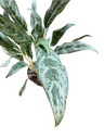 Aglaonema « Silver Queen »