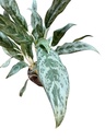 Aglaonema « Silver Queen »