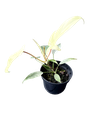 IMG_6038.png