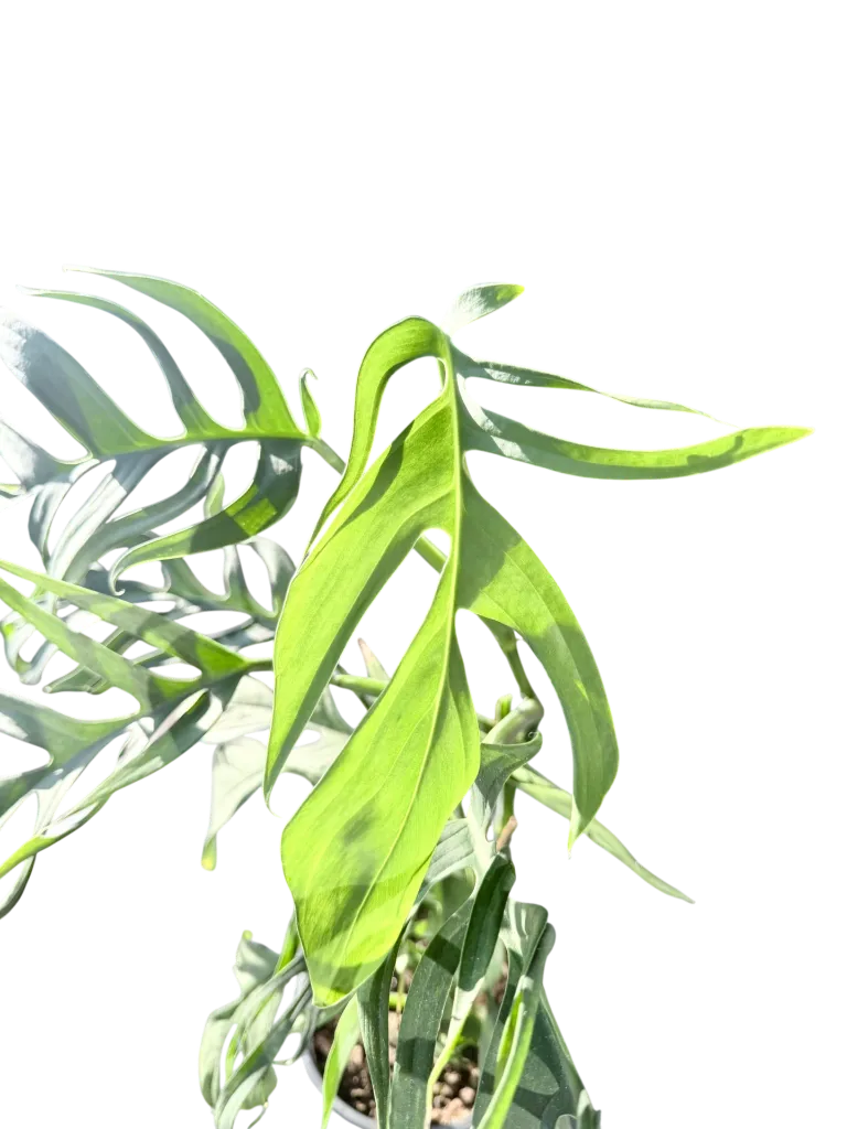 IMG_6267.webp