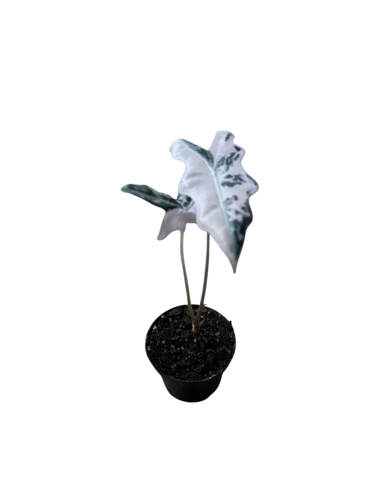 IMG_6275.png