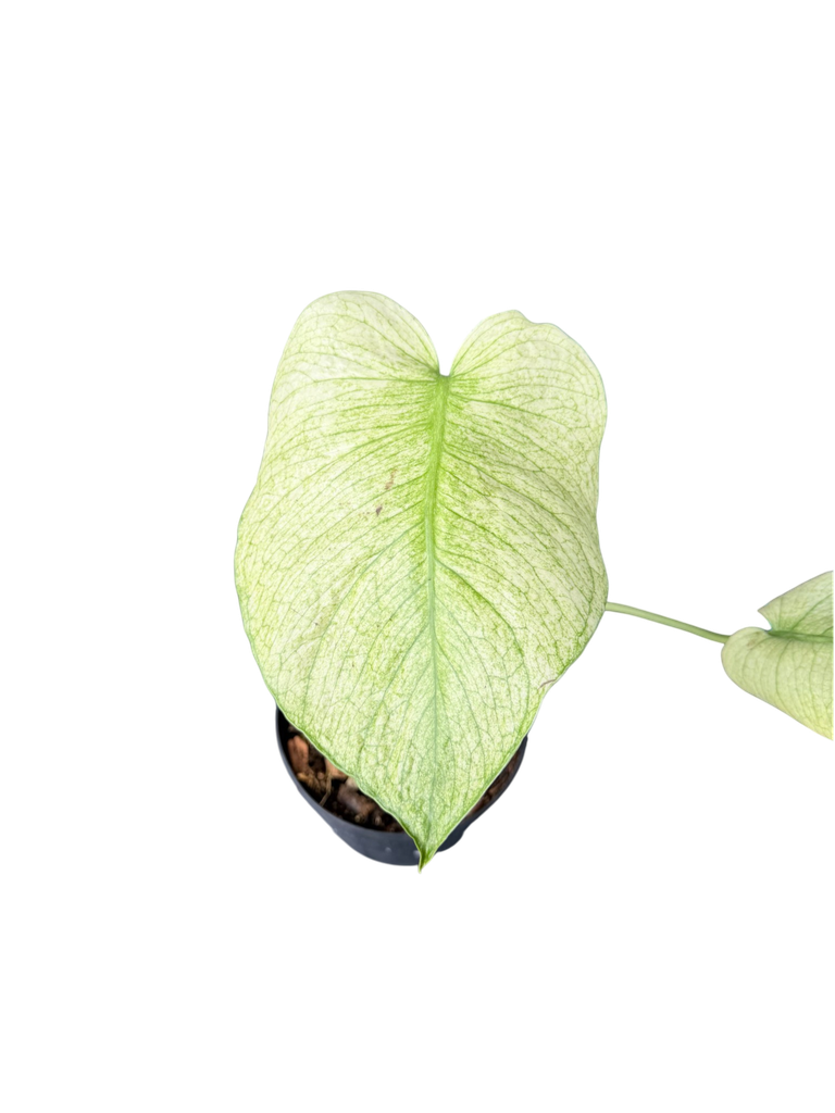 IMG_5802.png
