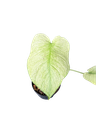 IMG_5802.png
