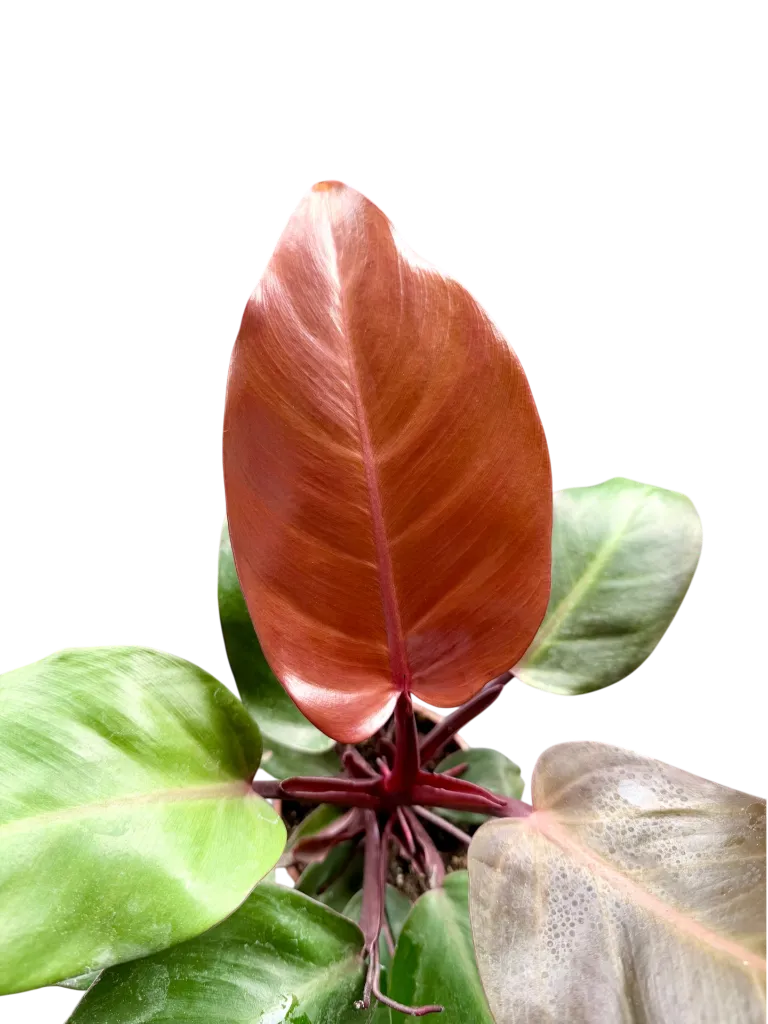 image.webp