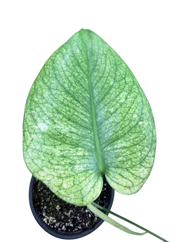 Individu B - 2