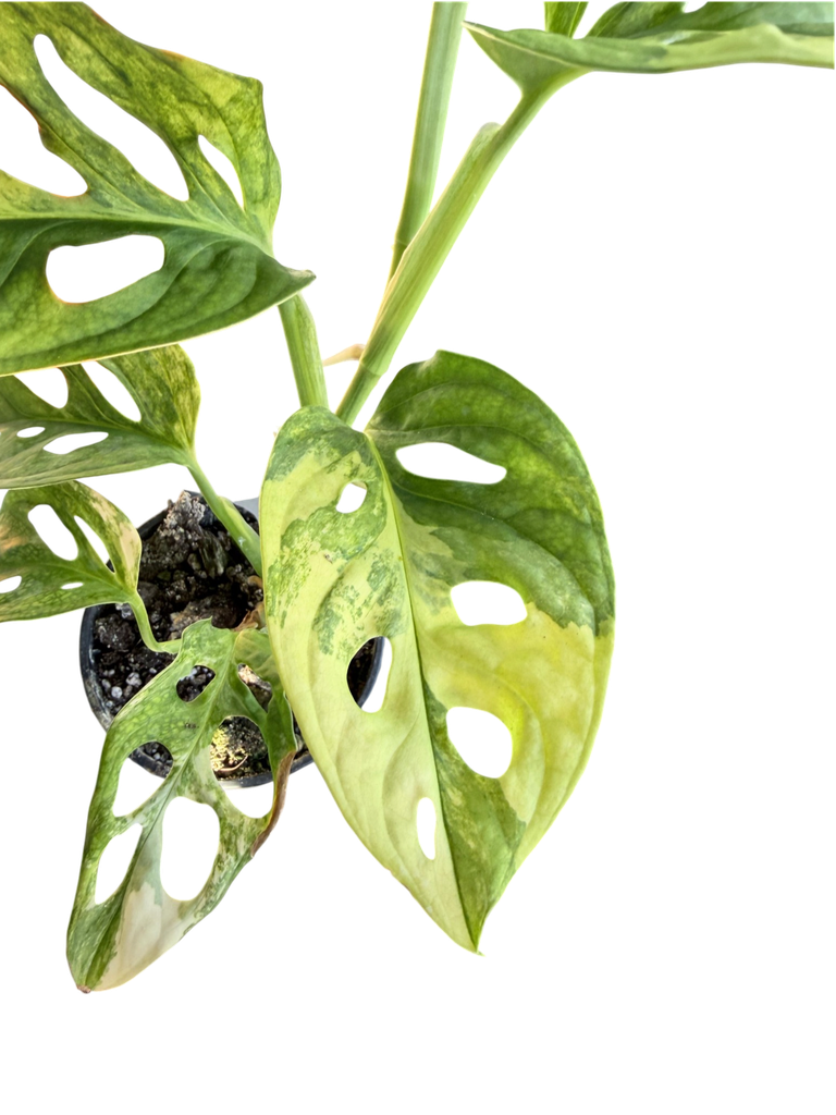 Aurea Variegata - 3