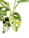 Aurea Variegata - 3