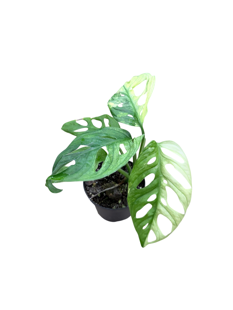 Aurea Variegata B - 2