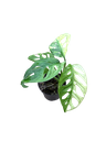 Aurea Variegata B - 2