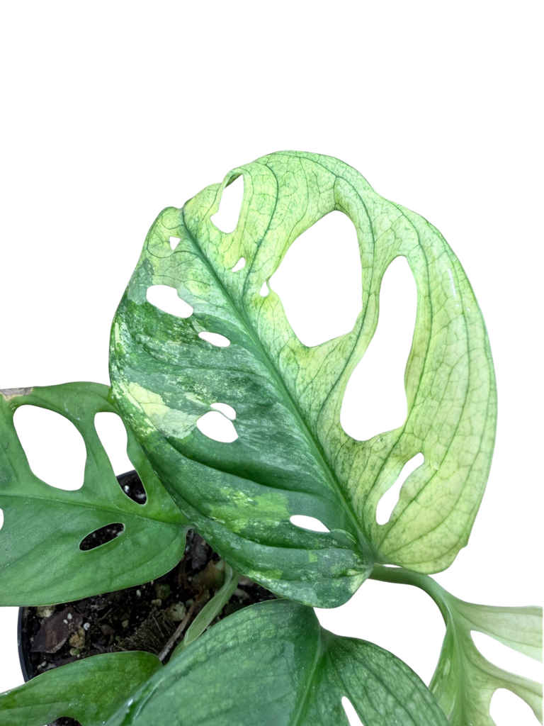 Aurea Variegata B - 3