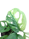 Aurea Variegata B - 3
