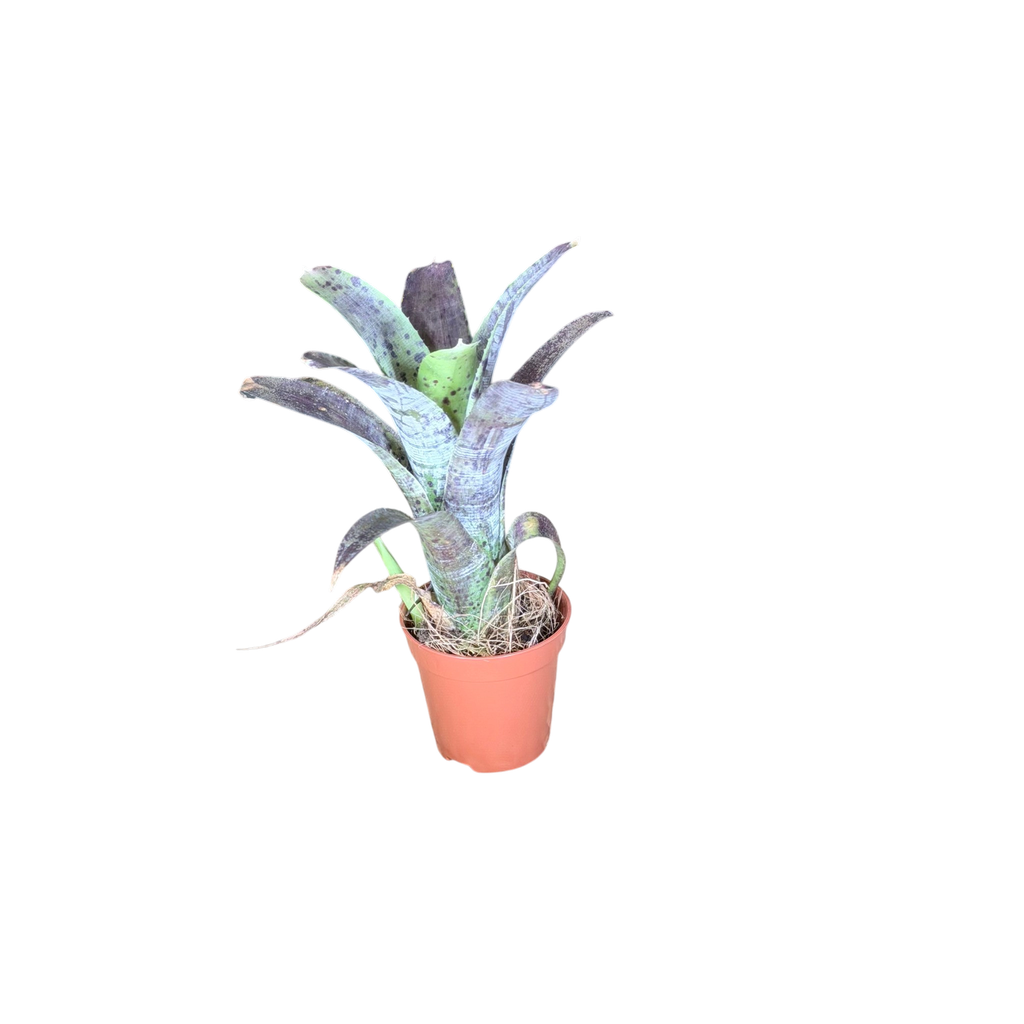 Neoregelia Pauciflora individu A — côté 2