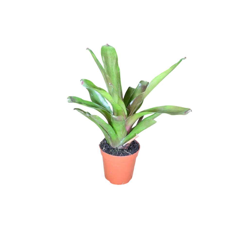 Neoregelia Fire Ball individu A — côté 2