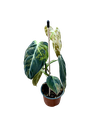 IMG_6047.png