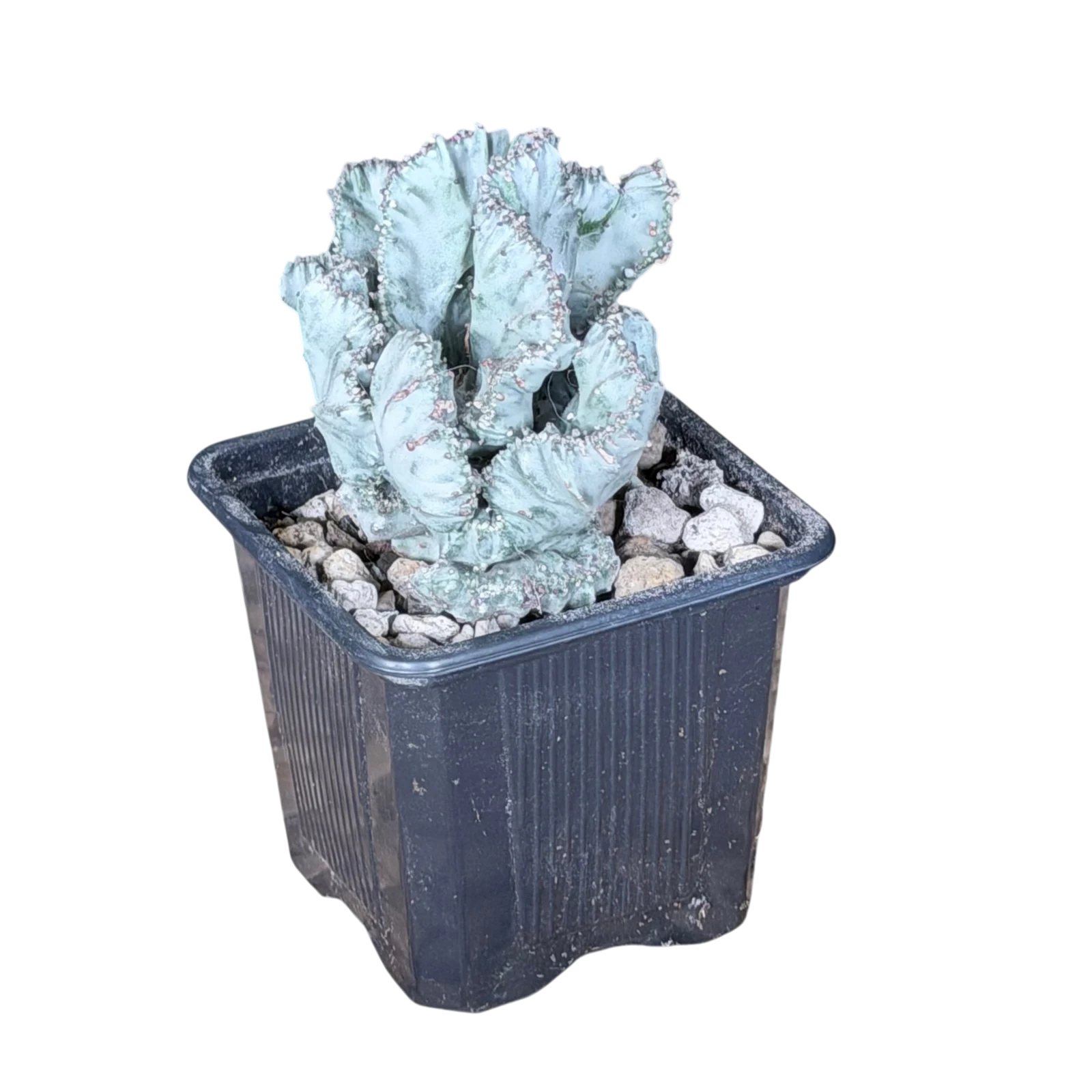 Euphorbia lactea White Ghost cristata individu A — photo 2