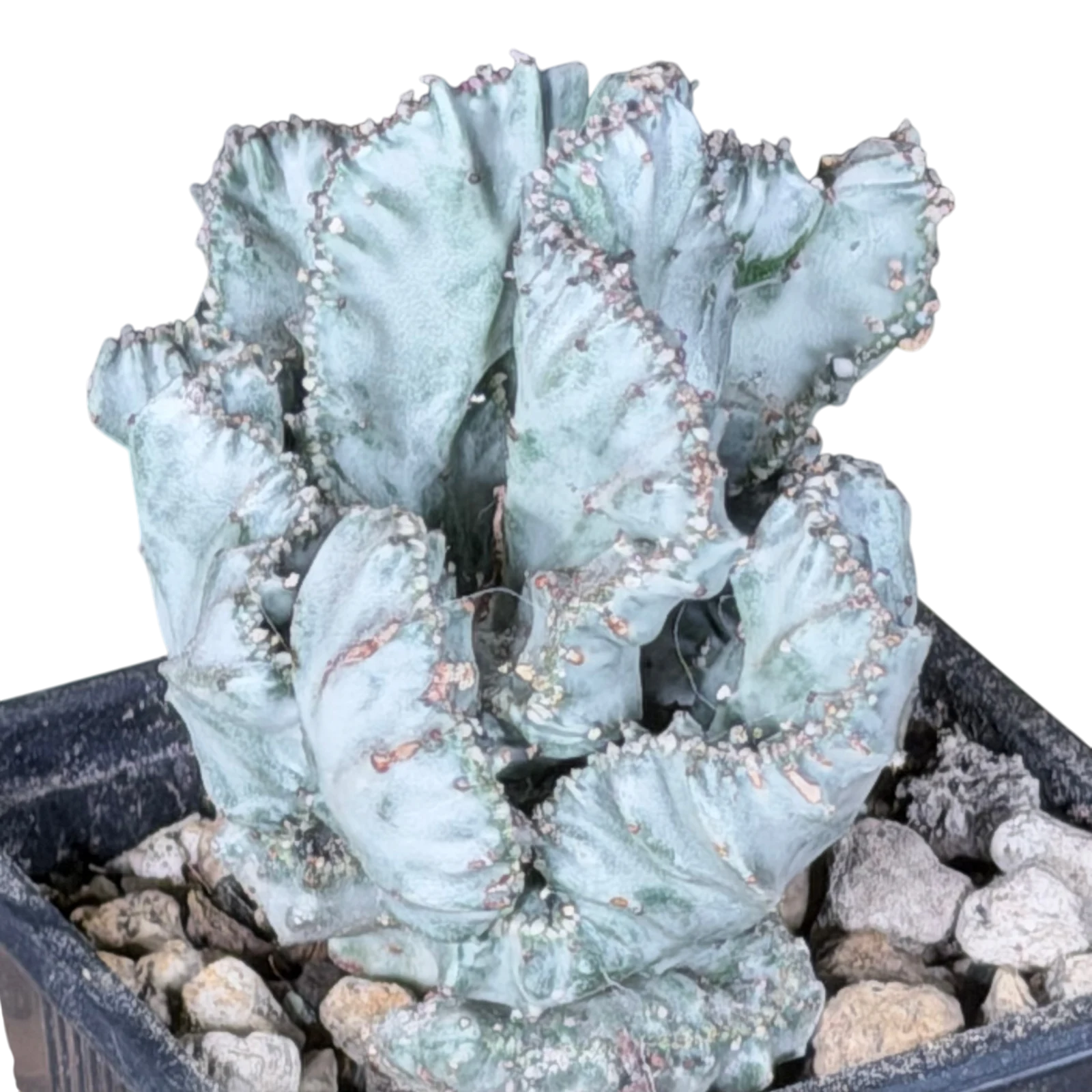 Euphorbia lactea White Ghost cristata individu A — photo 3