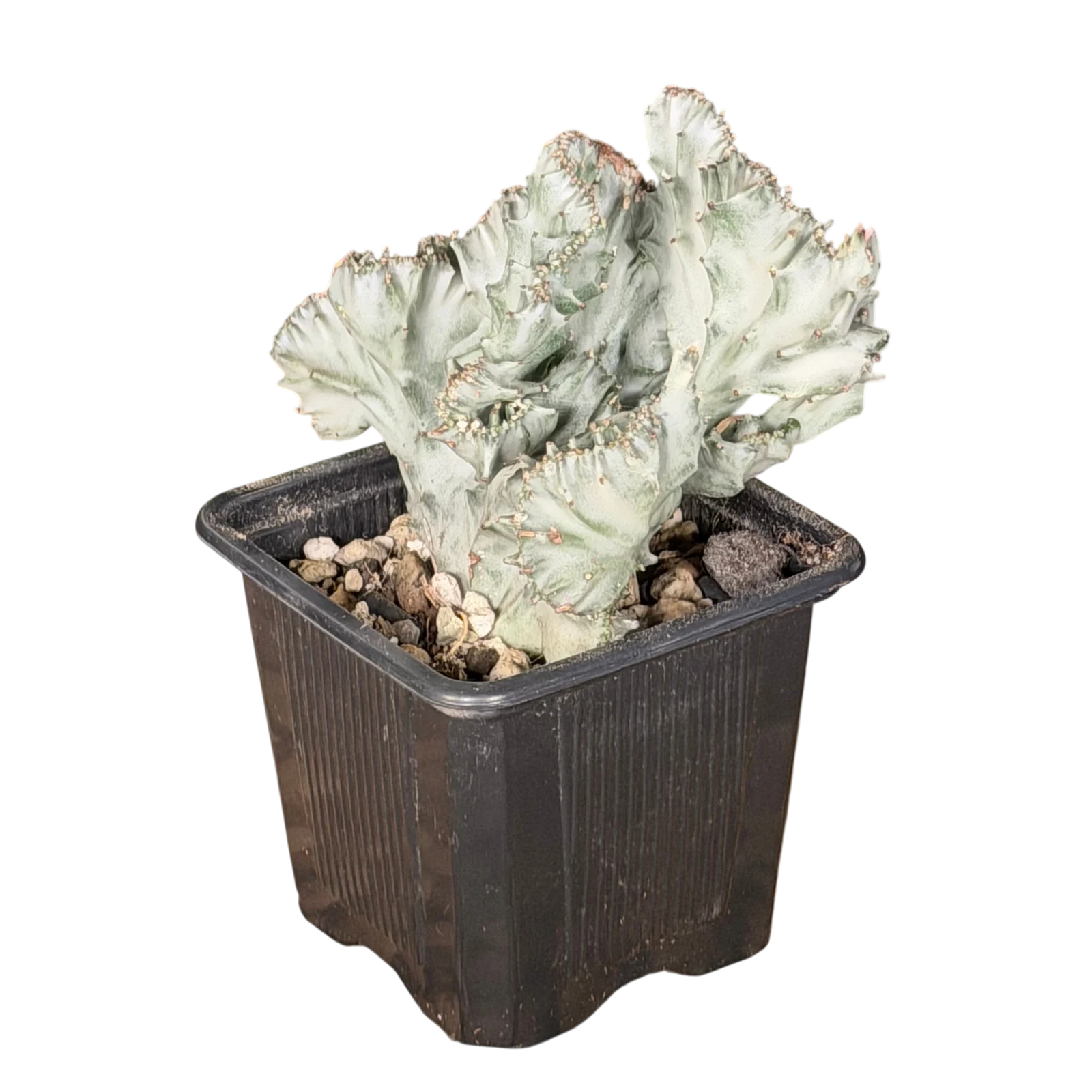 Euphorbia lactea White Ghost cristata individu B — photo 2
