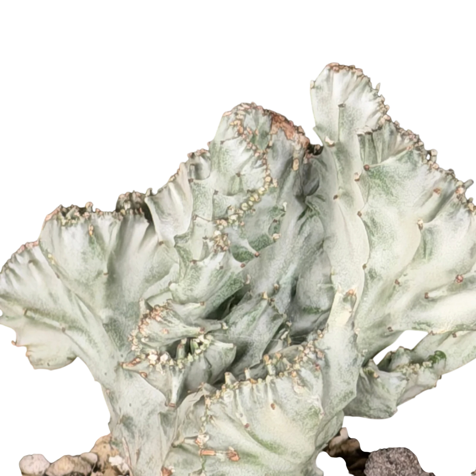 Euphorbia lactea White Ghost cristata individu B — photo 3
