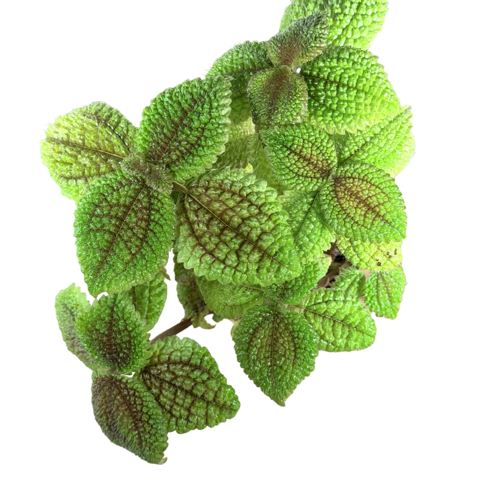 Pilea Moon Valley — gros plan