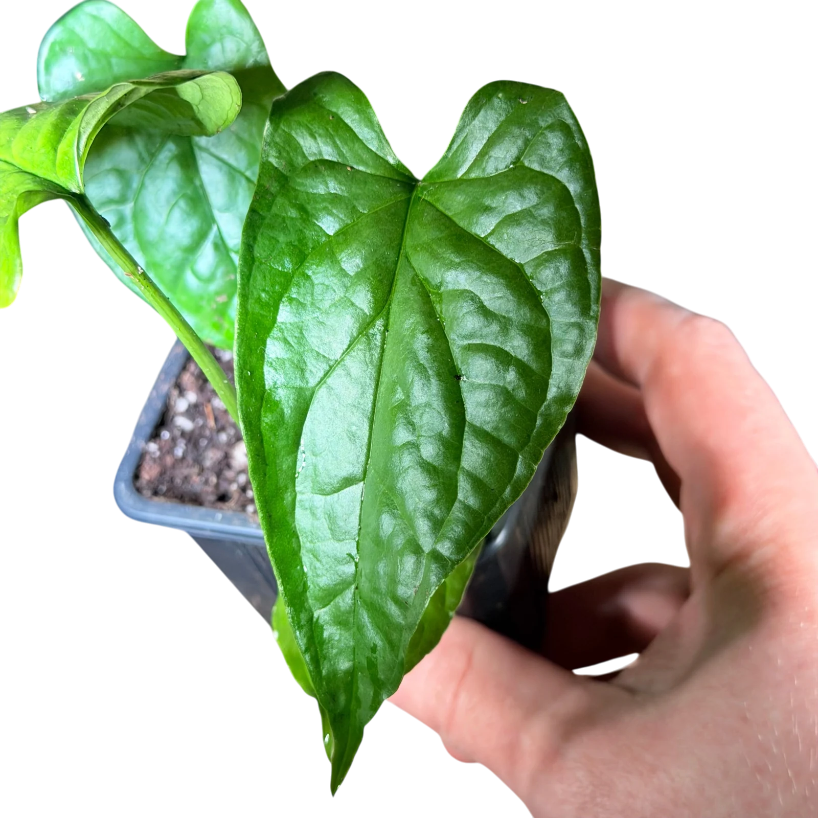 Monstera membranacea — gros plan