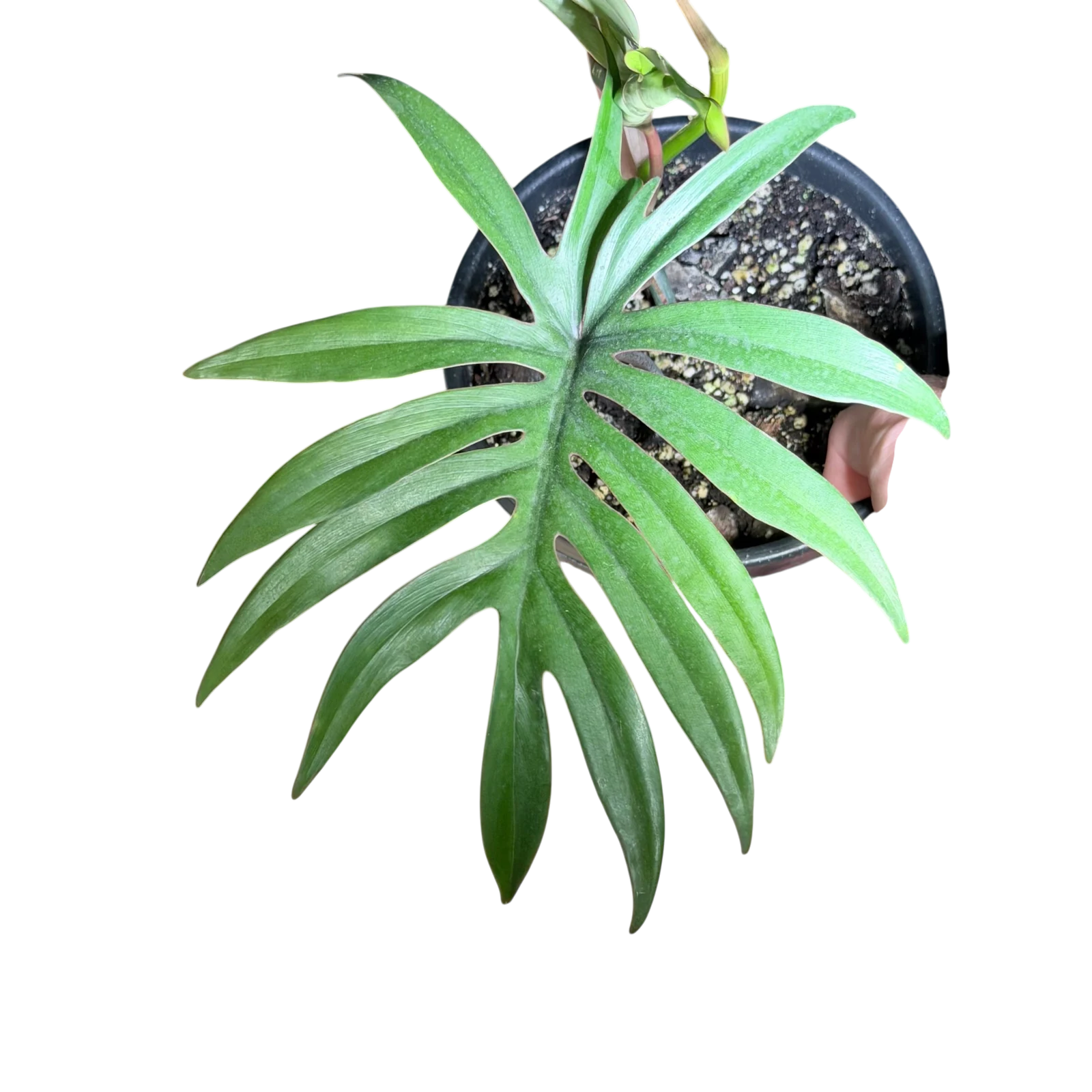 Philodendron mayoii 3
