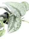 IMG_5827.png