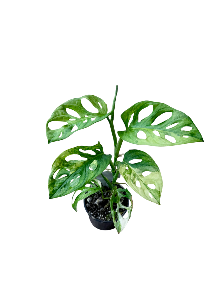 Aurea Variegata - 2