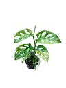 Aurea Variegata - 2